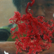 A visitor views a human specimen of placenta blood vessels during the ‘Human Body’s Wonder Scientific Travelling Exhibition.’ Photo via Getty Images.